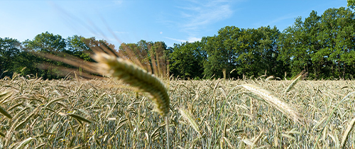 Öko-Erdgas Öko-Erdgas